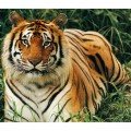 sIndia_04